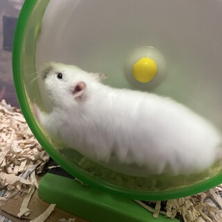 ゴールデンハムスター