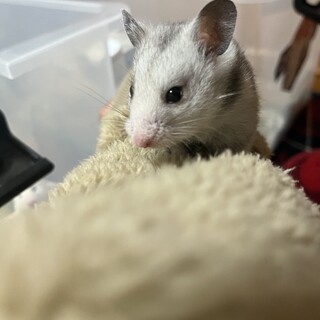 ゴールデンハムスター