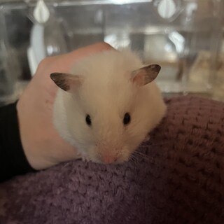 ゴールデンハムスター