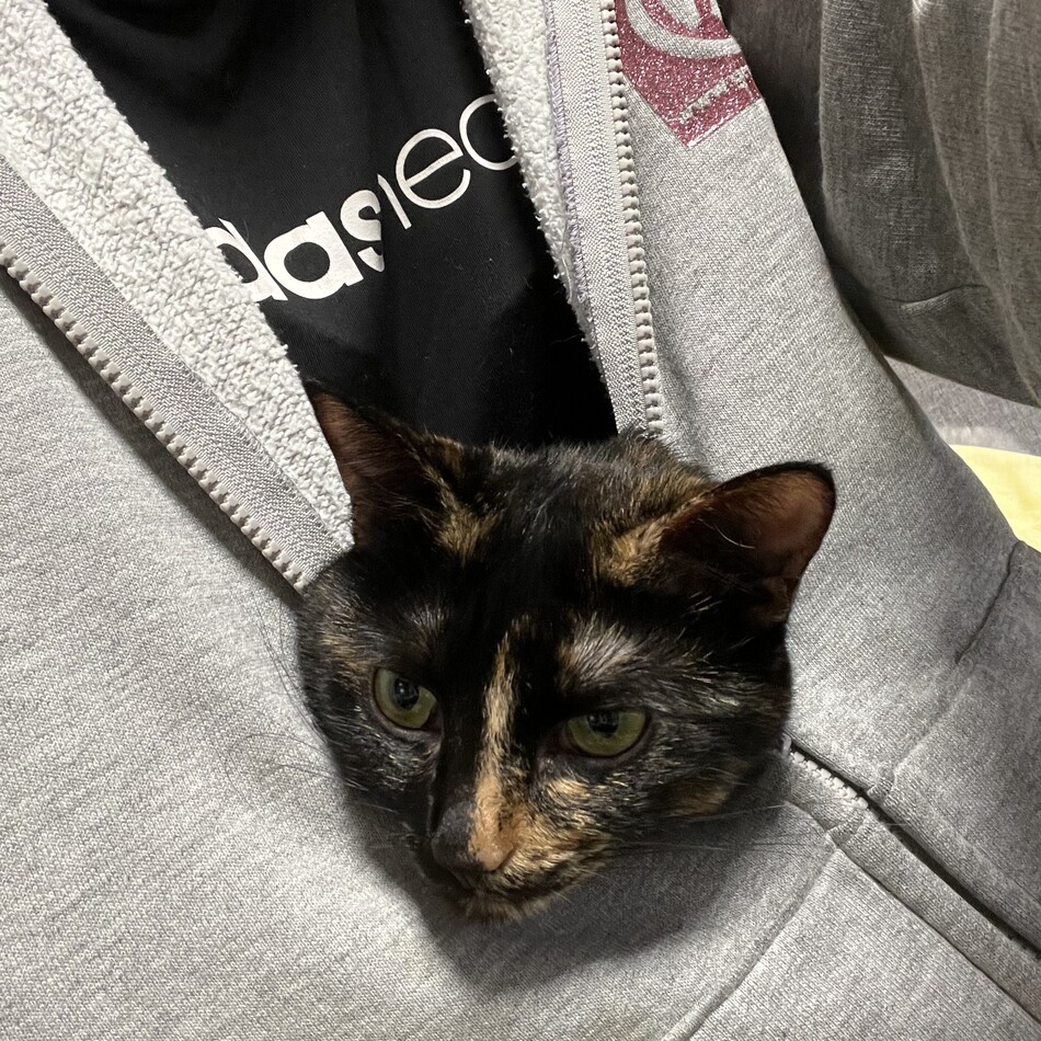 ラムのカバー写真