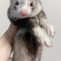 フェレット