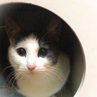 スモークハチワレ女の子☆もんち