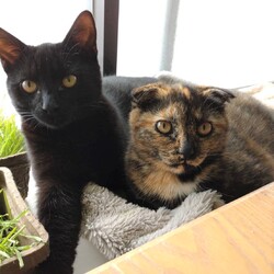 千葉市「 幕張 ねこの譲渡会」動物病院で開催です