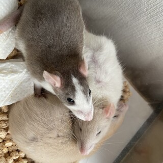 ファンシーラット２匹【決まりました】