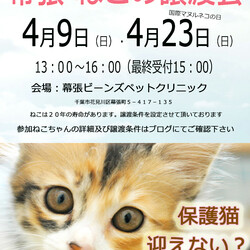 千葉市「 幕張 ねこの譲渡会」動物病院で開催です