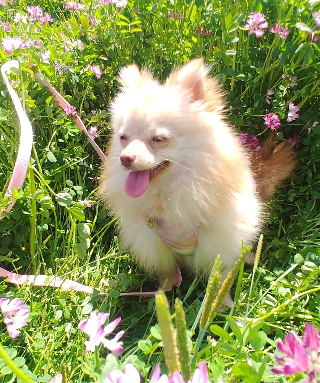 笑顔が素敵な　もみじちゃん１歳くらい サムネイル2