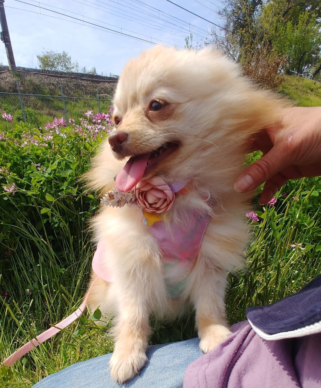 笑顔が素敵な　もみじちゃん１歳くらい サムネイル3