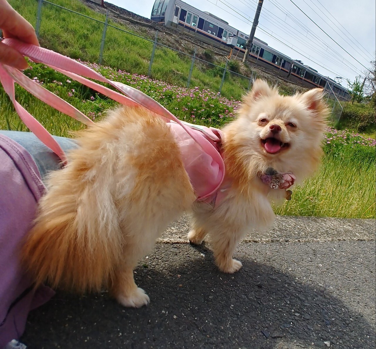 笑顔が素敵な　もみじちゃん１歳くらい サムネイル4