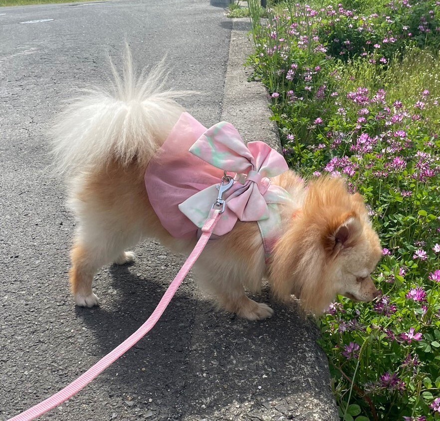 笑顔が素敵な　もみじちゃん１歳くらい サムネイル5