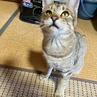 5月20日以降の日曜日からトライアル決定に。