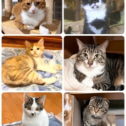 ねこざんまい譲渡会@押上 サムネイル2