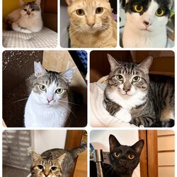 ねこざんまい譲渡会@押上 サムネイル3