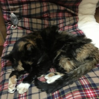 急遽里親募集します。