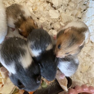 ゴールデンハムスター　1ヶ月