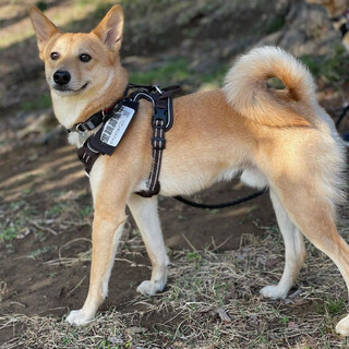 甘えん坊でちょっとツンデレ「ピペッテくん」♂