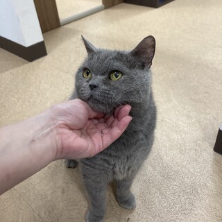 ブリティッシュショートヘア♪ブリちゃん