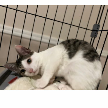 指を差し出すとゴロン♡