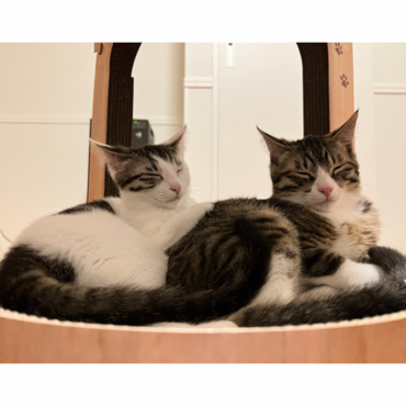 こむぎちゃん/おそばくん