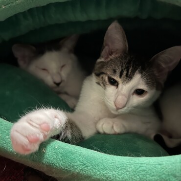 おこめくん/つきみちゃん