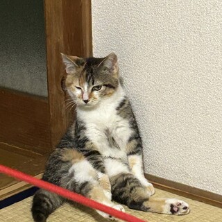 お母さんとはぐれた三毛猫の子猫ちゃん