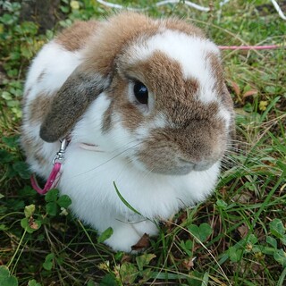 お目目くりくりウサギさん