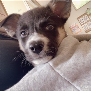 臆病だけど元気いっぱいコタロウ