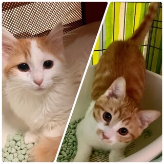 可愛い♡まる君、しーちゃん