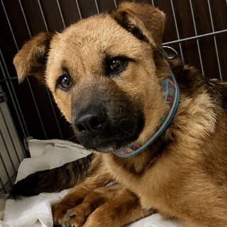 鼻黒むっちり可愛い☆子犬のバーチくん