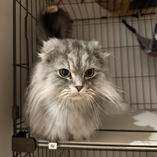 短足耳折れ　ミヌエット