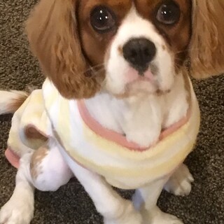 里親探しています