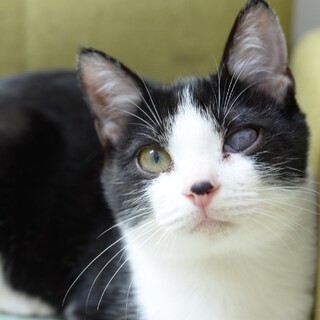 多頭飼育崩壊からレスキュー【譲渡会参加】