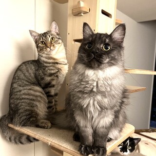 【お見合い随時】甘えん坊ペアとママを親子3匹で！