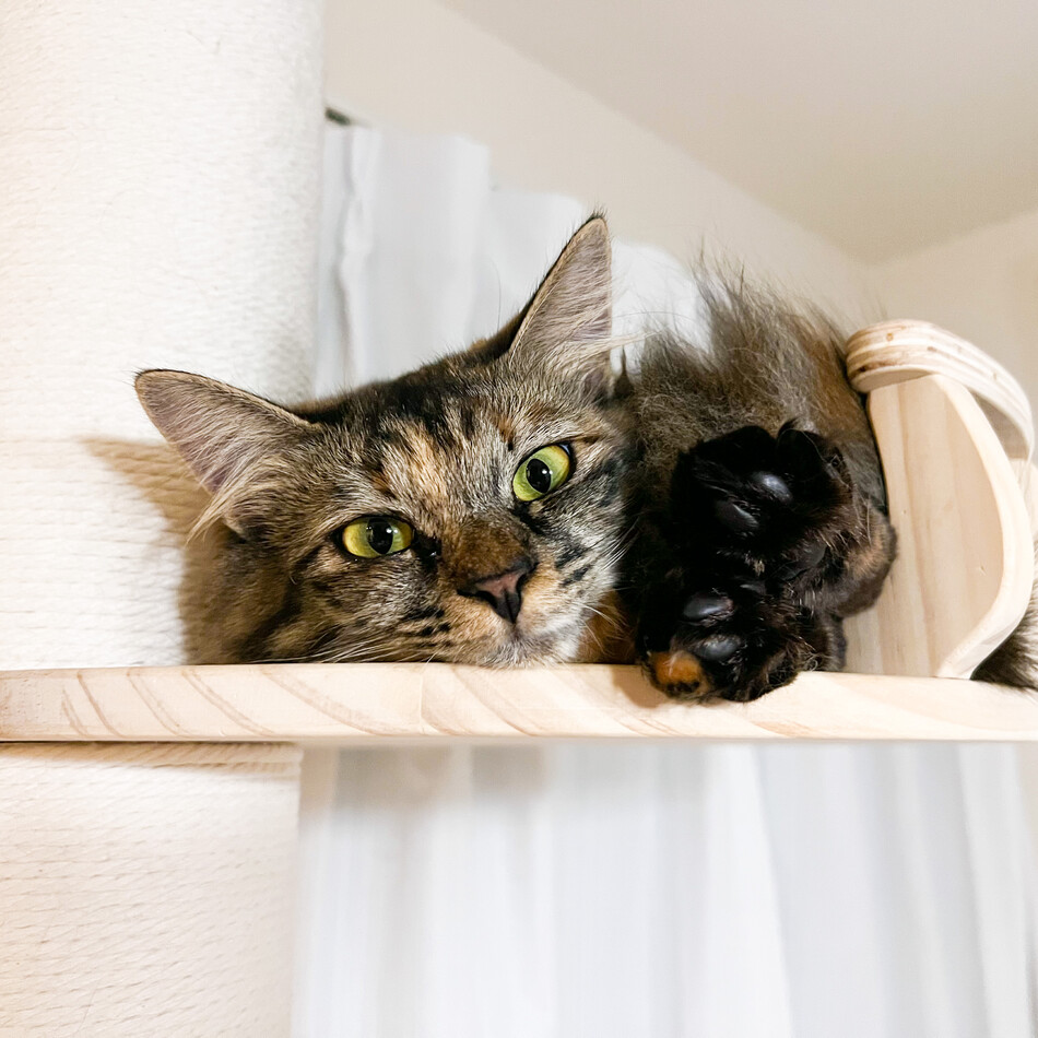 りうのカバー写真