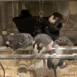 オスの募集です