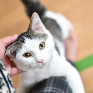 人懐っこい白むぎ