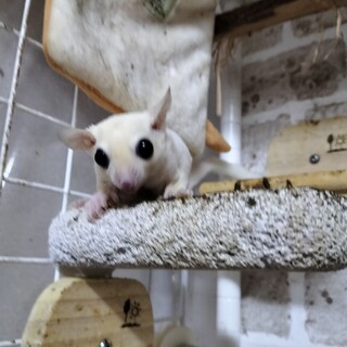 【里親様決まりました】女の子