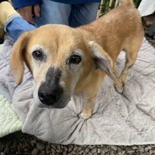 性格が良く人懐っこいMIX犬です！