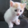 可愛らしい元気な男の子★1か月★保護しました サムネイル3