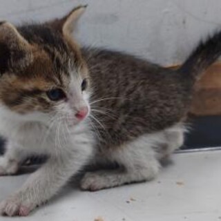 譲渡されました。