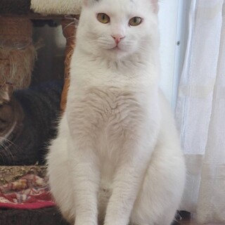 【3/10東銀座】しろくん1歳半♪