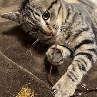 甘えん坊の男の子です