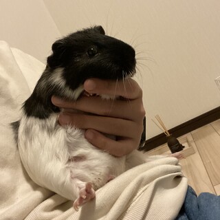 イングリッシュモルモット　オス