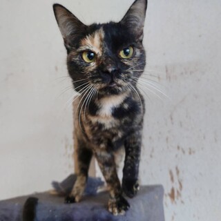 とっても人懐っこい【ヨッチ】