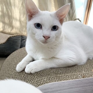 クールビューティー【うた】