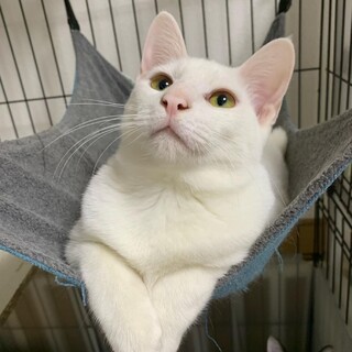 性格はなまる【ひふみ】