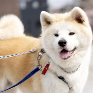 少しシャイで穏やかな秋田犬そうすけ