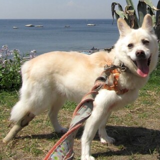 怖がりですが穏やかな甘えん坊「儘（まま）」です