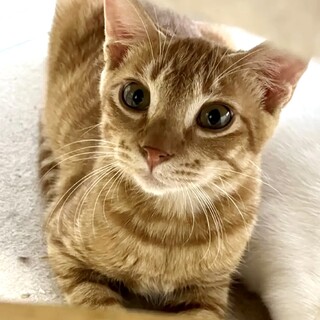 猛烈なビビりん坊【どっち】