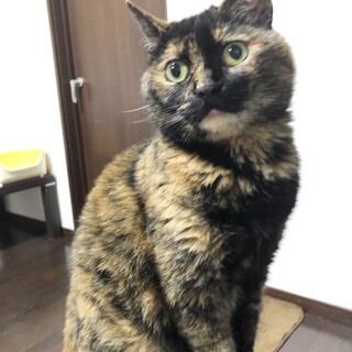 超甘えん坊なサビ猫くーちゃん★めちゃカワ！