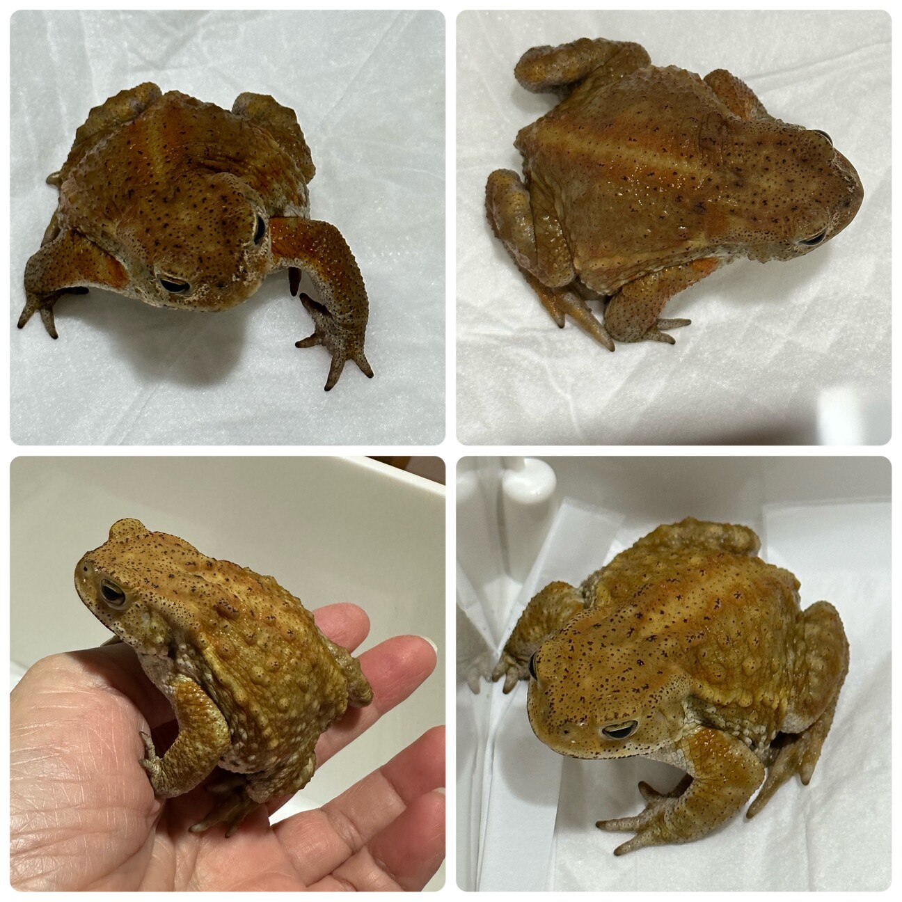9月30日までミヤコヒキガエル100匹
